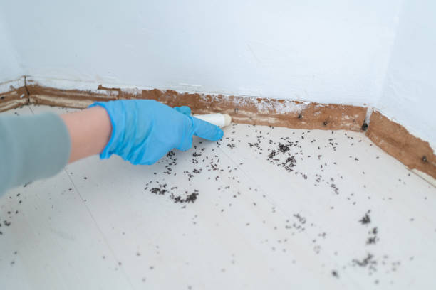 Best Insect Control  in Mikes, TX